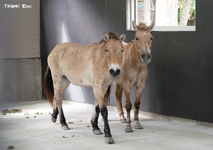 蒙古野馬搬進寬敞新家，動物園打造更友善活動空間